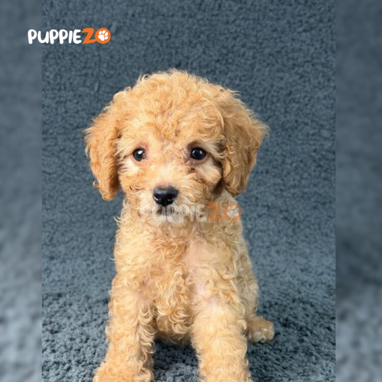 maltipoo-puppies-for-sale