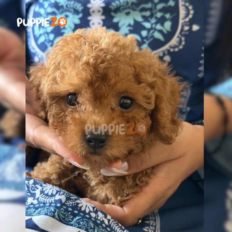 poodle-puppies-for-sale