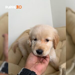 golden-retriever-puppies-for-sale