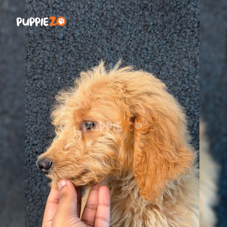 standard-golden-doodle-puppies-for-sale