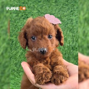 poodle-puppies-for-sale