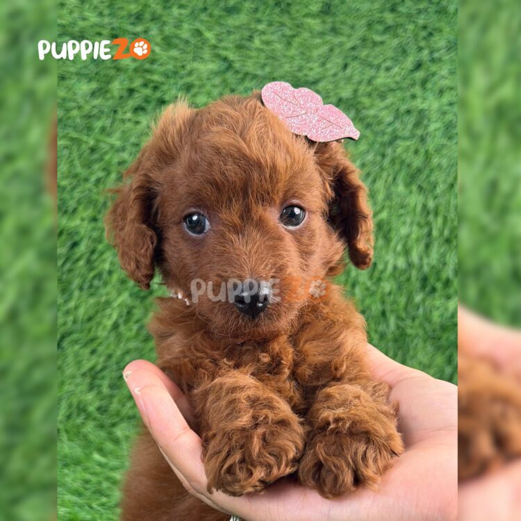 poodle-puppies-for-sale