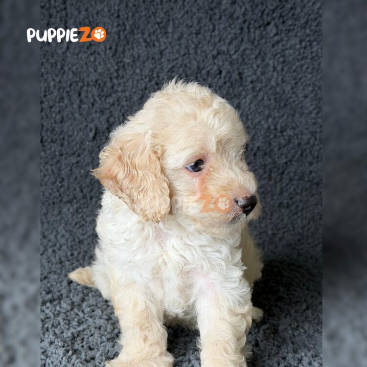 maltipoo-puppies-for-sale