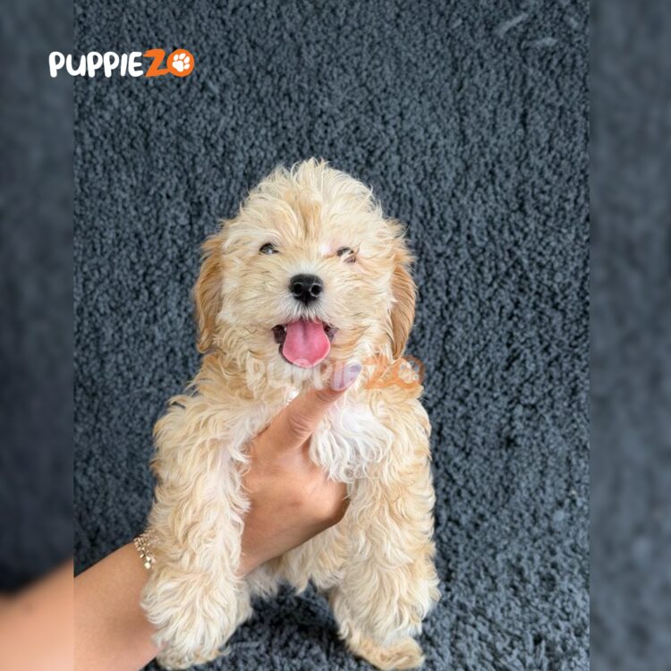 maltipoo-puppies-for-sale