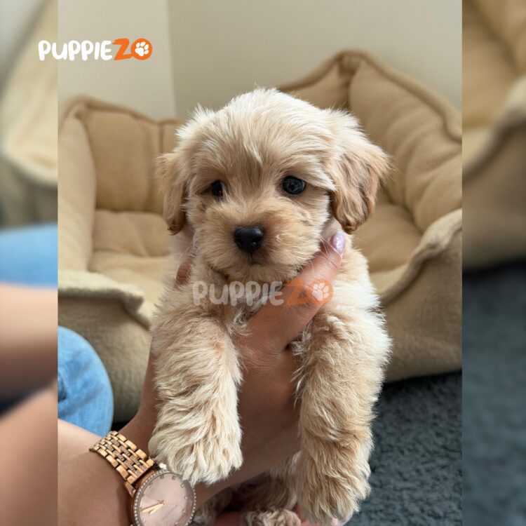 maltipoo-puppies-for-sale