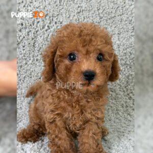 poodle-puppies-for-sale