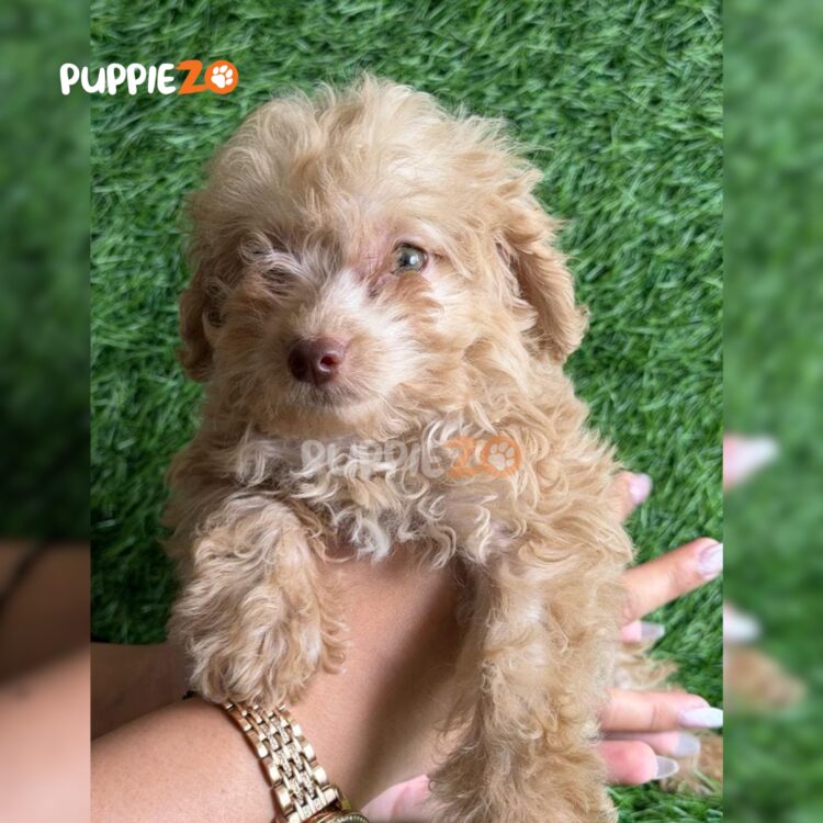 maltipoo-puppies-for-sale