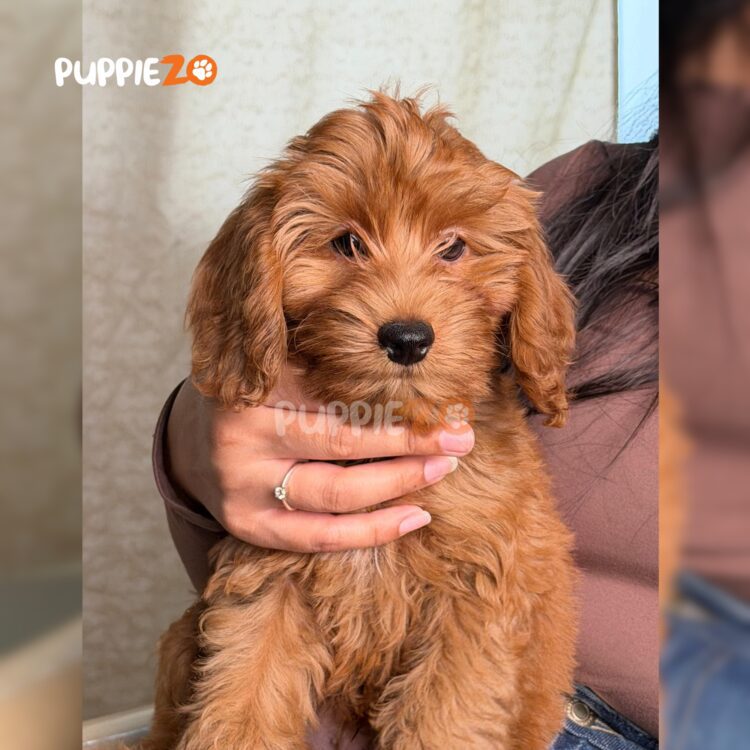 golden-doodle-puppies-for-sale