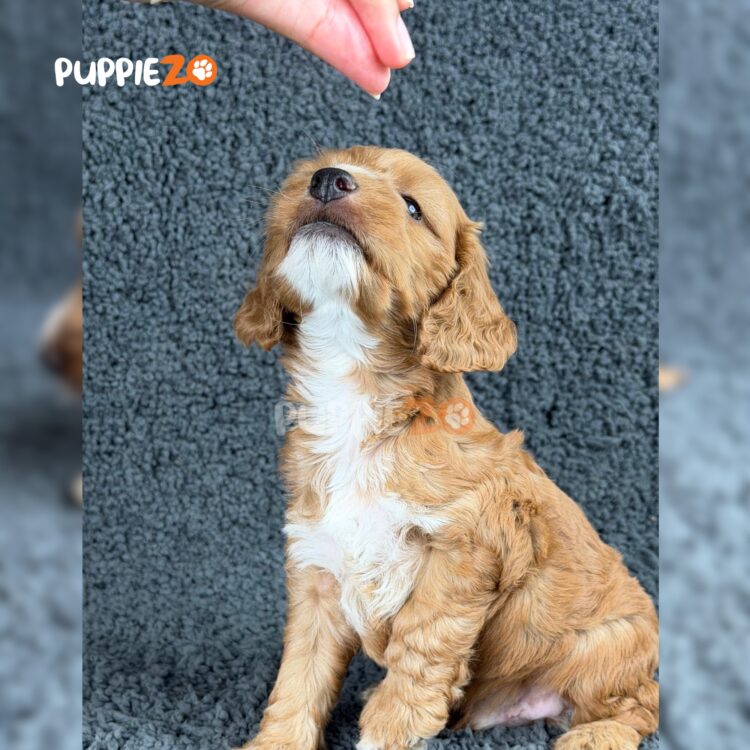 maltipoo-puppies-for-sale