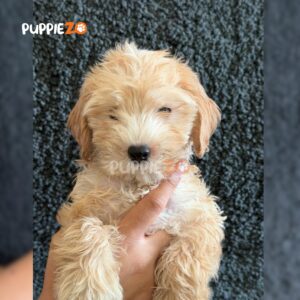 golden-doodle-puppies-for-sale