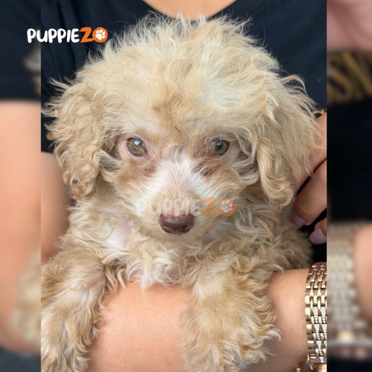 maltipoo-puppies-for-sale