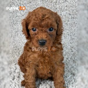 poodle-puppies-for-sale