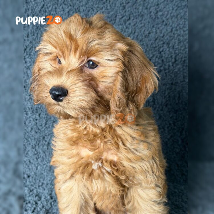 golden-doodle-puppies-for-sale