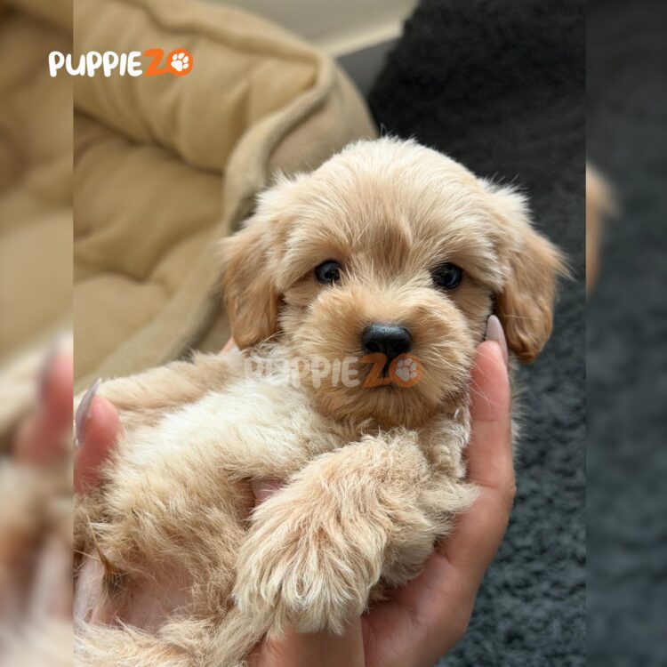 maltipoo-puppies-for-sale