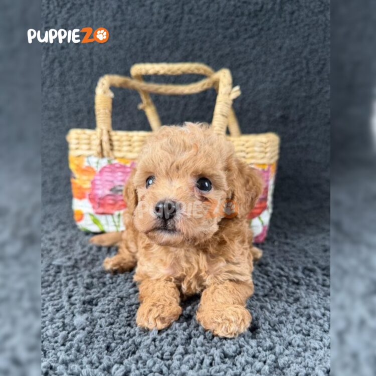 poodle-puppies-for-sale