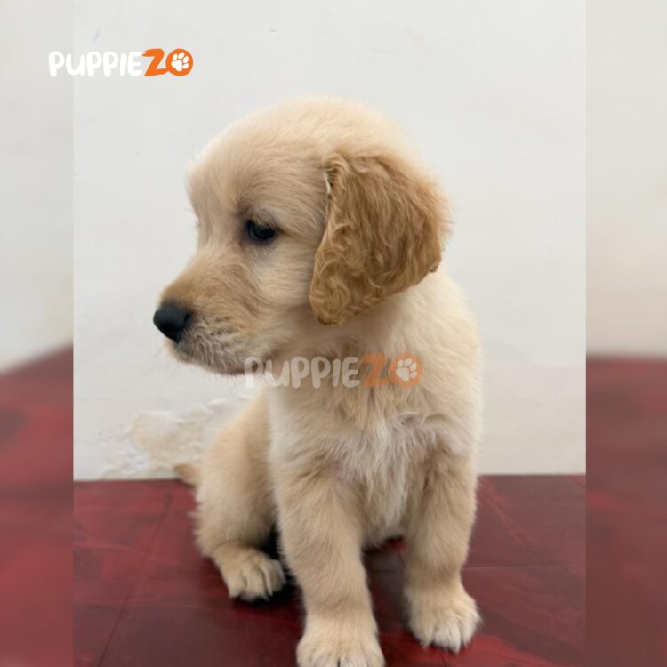 golden-retriever-puppies-for-sale