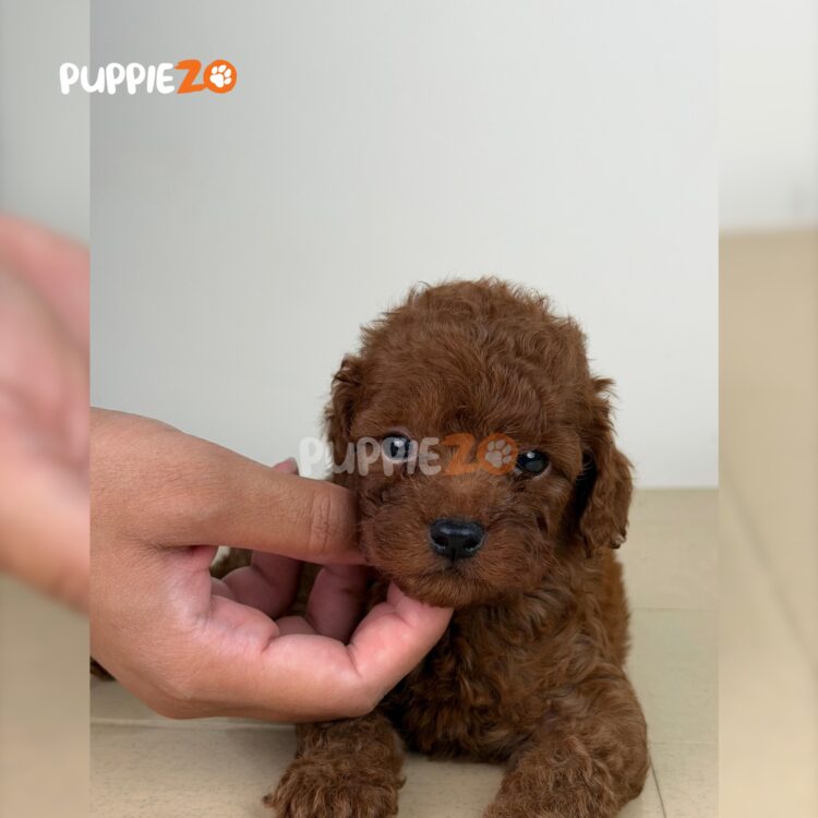 poodle-puppies-for-sale