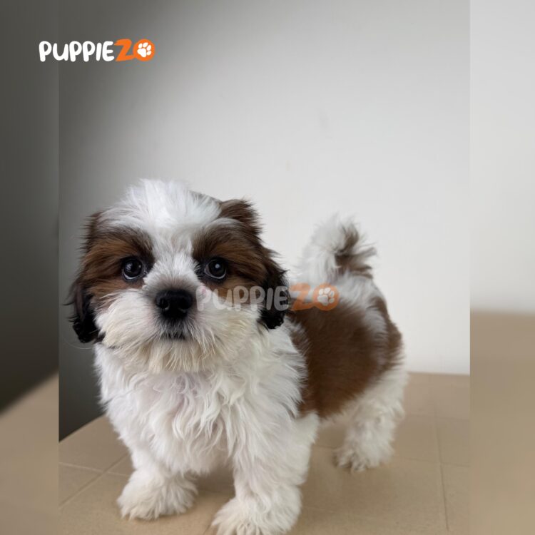 shih-tzu-puppies-for-sale