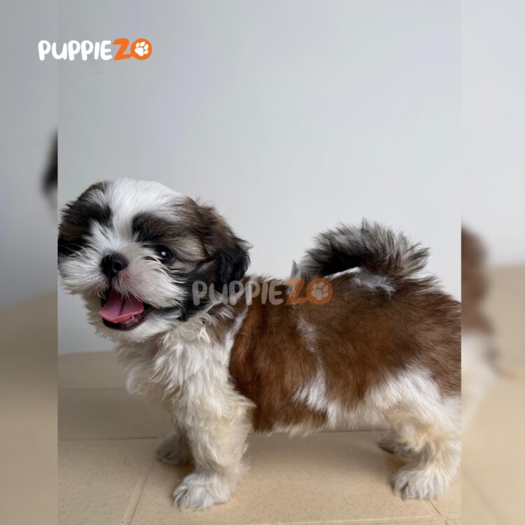 shih-tzu-puppies-for-sale