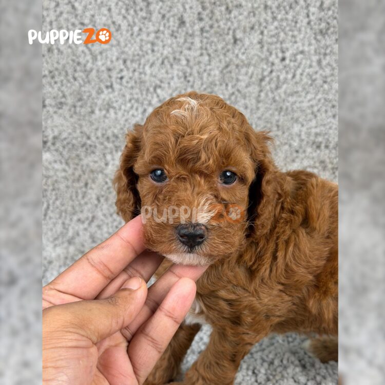 golden-doodle-puppies-for-sale