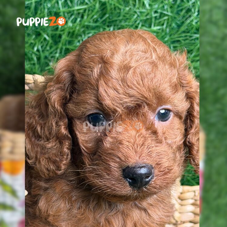 golden-doodle-puppies-for-sale