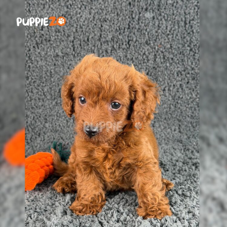 poodle-puppies-for-sale