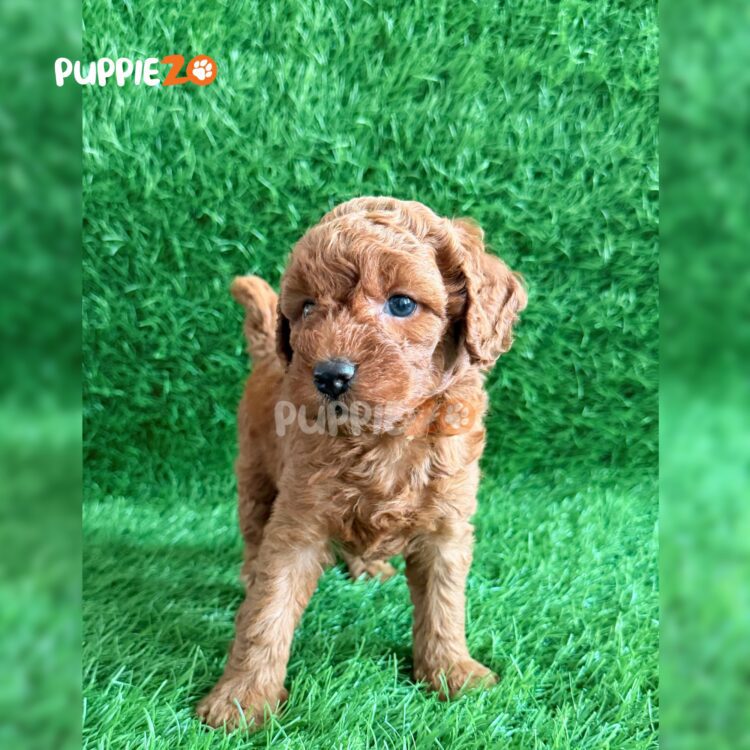 golden-doodle-puppies-for-sale