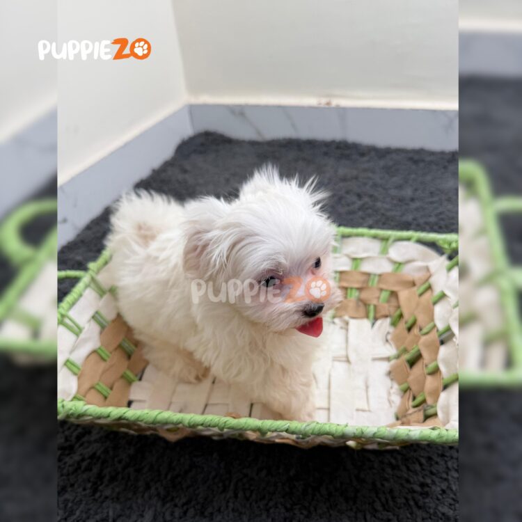 maltese-puppies-for-sale