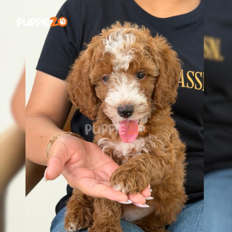 poodle-puppies-for-sale