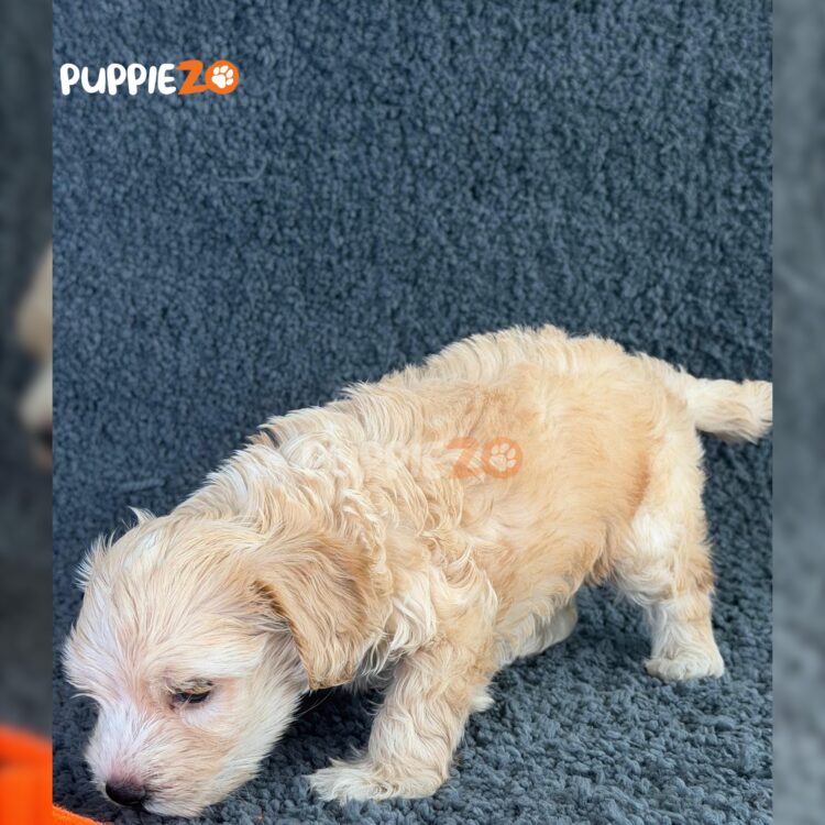 maltipoo-puppies-for-sale