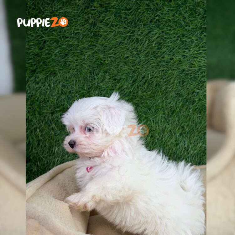 maltese-puppies-for-sale