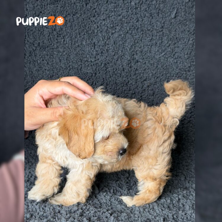maltipoo-puppies-for-sale