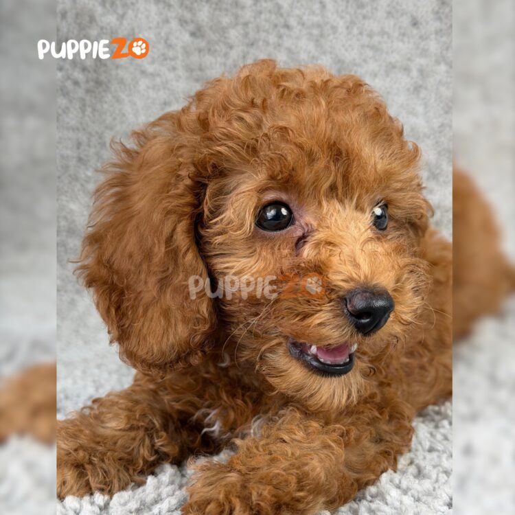 poodle-puppies-for-sale