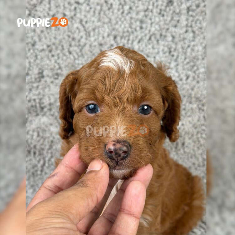 golden-doodle-puppies-for-sale