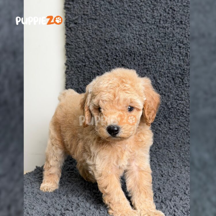 maltipoo-puppies-for-sale