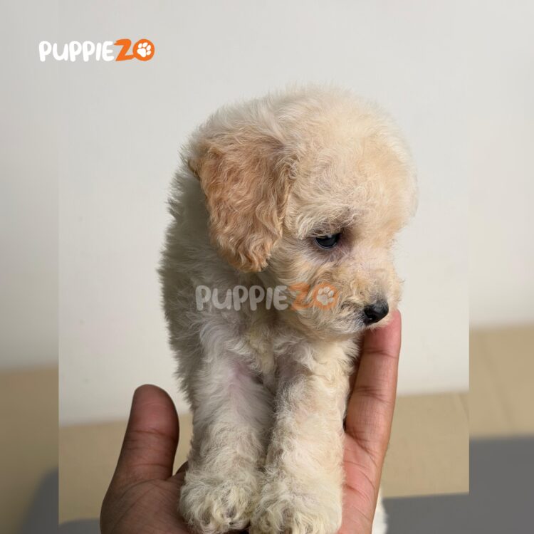 maltipoo-puppies-for-sale