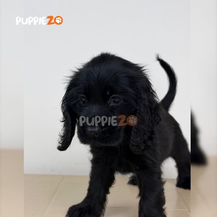 cocker-spaniel-puppies-for-sale