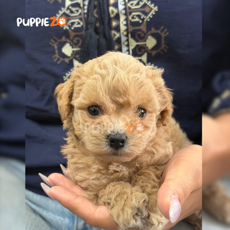 maltipoo-puppies-for-sale