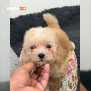maltipoo-puppies-for-sale