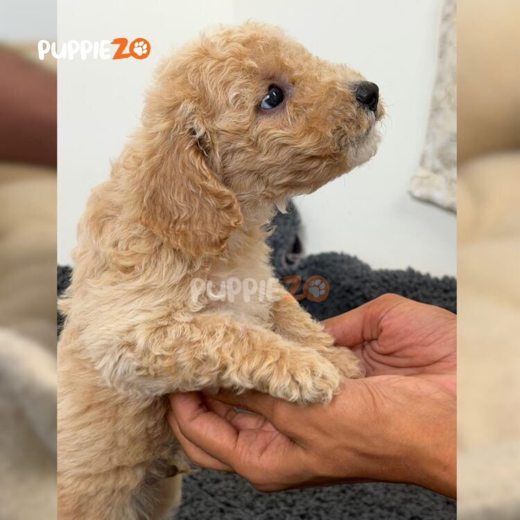 maltipoo-puppies-for-sale