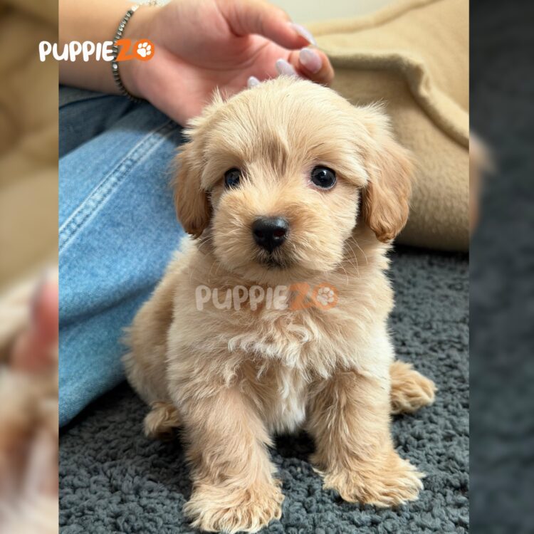 maltipoo-puppies-for-sale