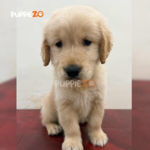 golden-retriever-puppies-for-sale