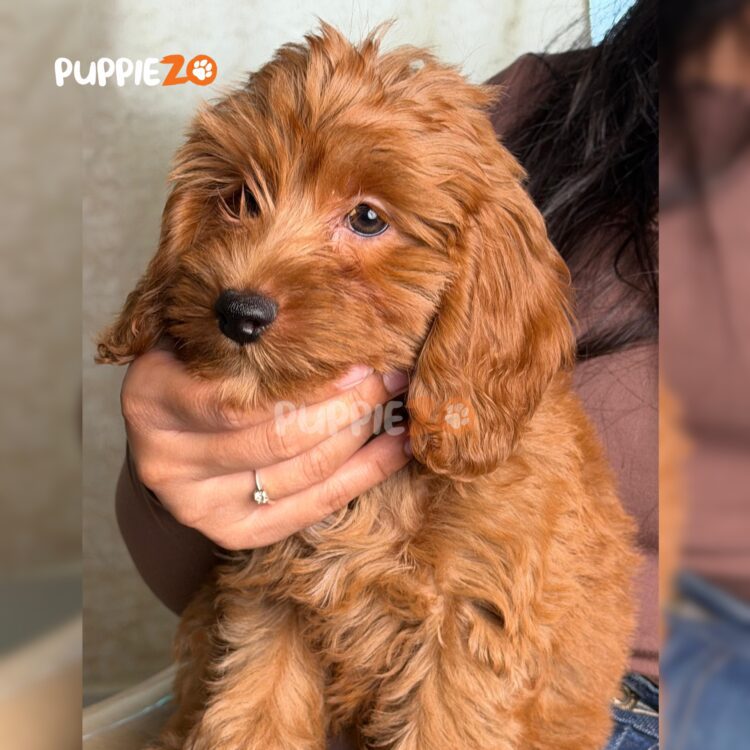 golden-doodle-puppies-for-sale