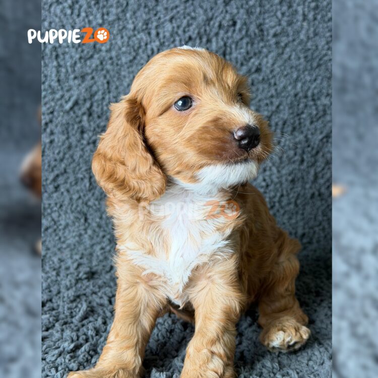 maltipoo-puppies-for-sale