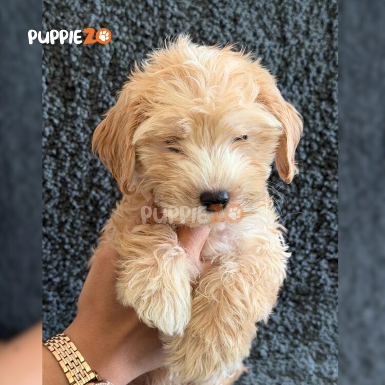 golden-doodle-puppies-for-sale
