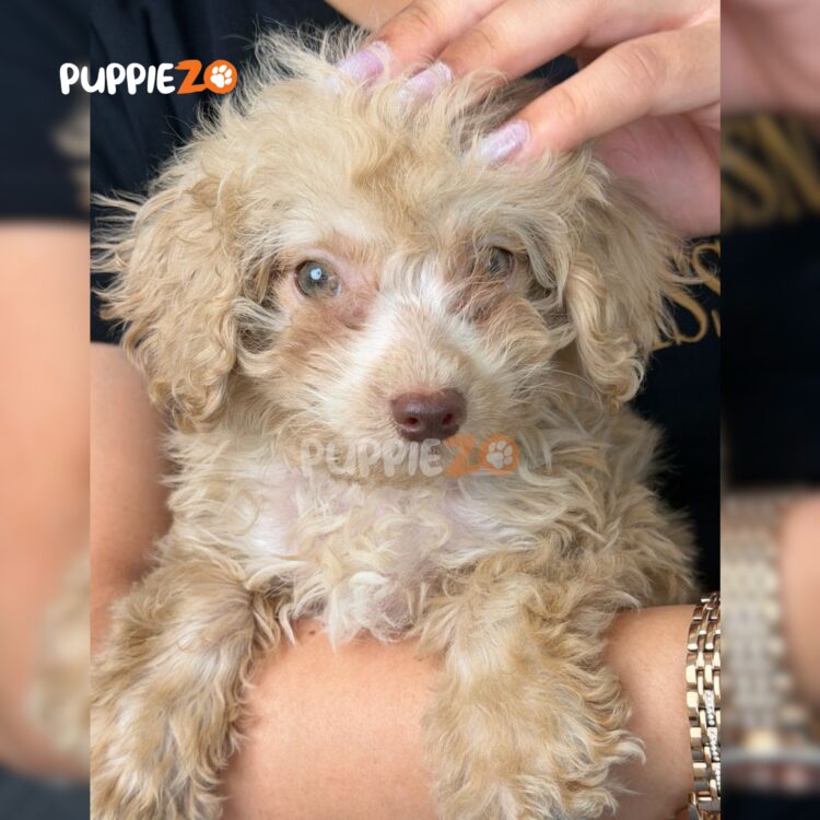 maltipoo-puppies-for-sale