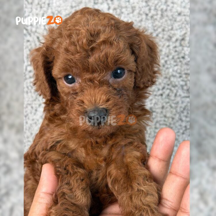 poodle-puppies-for-sale