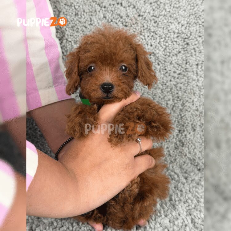 cute-maltipoo-puppy