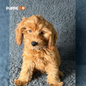 golden-doodle-puppies-for-sale