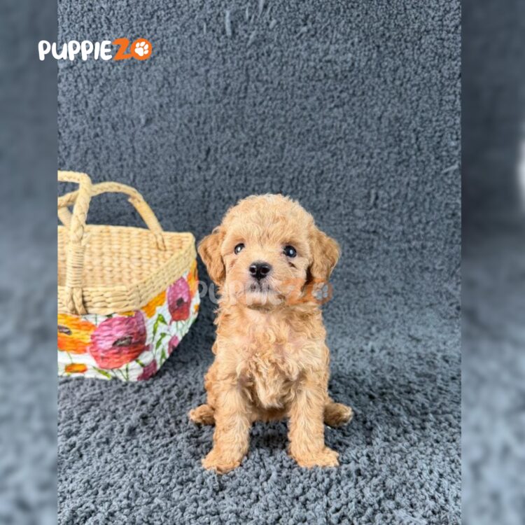 poodle-puppies-for-sale